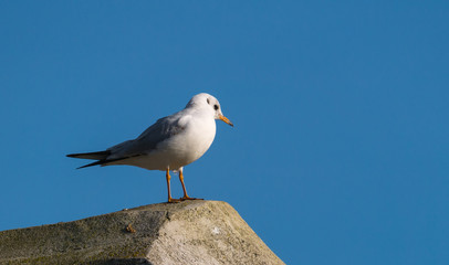 Oiseau