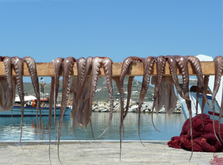 Drying octopus at sea-side under the blue sky