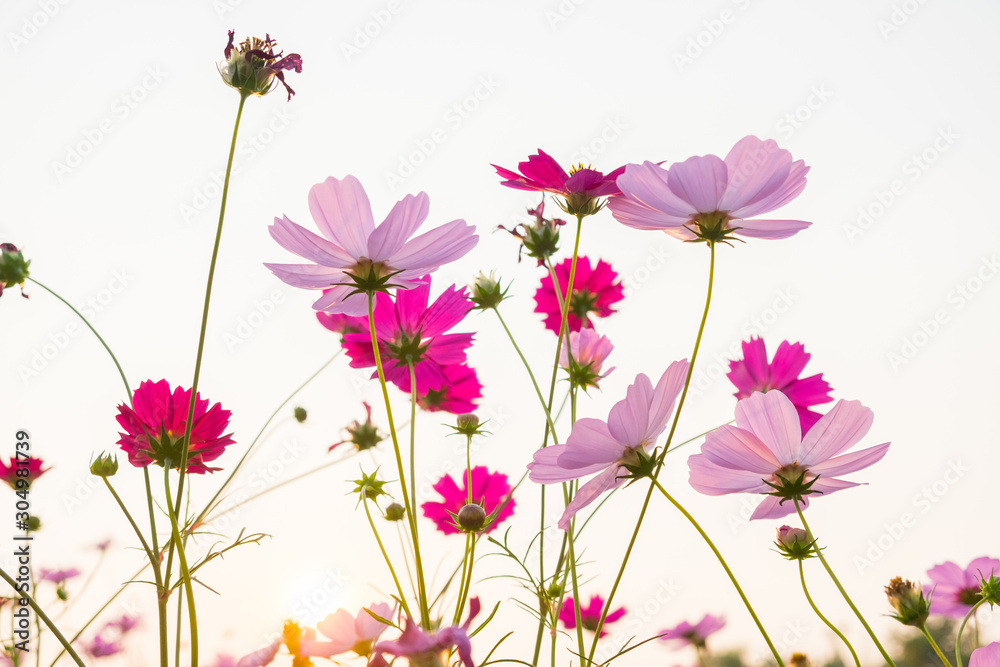 Wall mural cosmos flower and white sky in twilight,pink and whtie cosmos. cosmos bipinnatus.