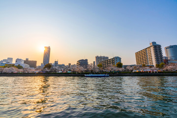 Fototapeta premium Tombori River Cruising at Osaka cruise of the Dotonbori canal with beautful city view sunset full bloom cherry blossom Sakura tree forecast pink asian flower perfact season to travel Japan