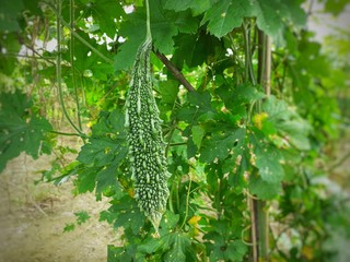 Bitter melon or momordica charantia on the plant.