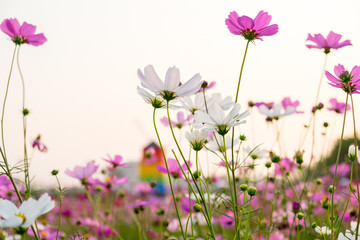 Obraz na płótnie Canvas cosmos flower and white sky in twilight,pink and whtie cosmos. Cosmos bipinnatus.