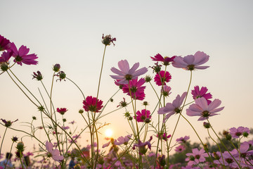 cosmos flower and white sky in twilight,pink and whtie cosmos. Cosmos bipinnatus.