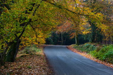 Autumn, Dorset, England