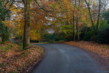 Autumn, Dorset, England