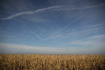 Fototapeta premium Ripe Maize Corn Field Plantation In Summer Agricultural Season. Skyline Horizon, Blue Sky Background. Autumn and harvest season is comming