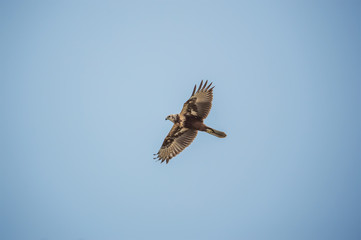 Eastern Marsh Harrier in Mai Po Nature Reserve, Hong Kong (Formal Name: Circus spilonotus)