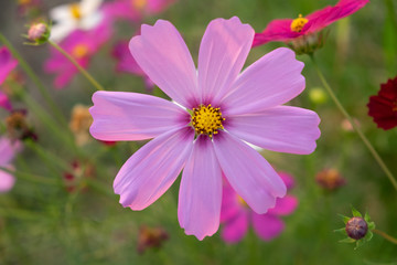 Fototapeta premium Pink cosmos flower with blurred background. (Cosmos bipinnatus)