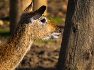 Antilope 