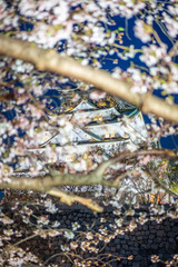 Osaka castle with full bloom cherry blossom beauiful Sakura tree at japan cherry blossom  forecast pink asian flower perfact season to travel and enjoy japanese culture idea long weekend relax