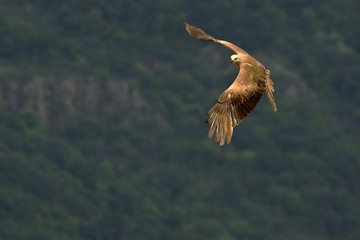 Black Kite (Milvus migrans migrans) flying and hunting with green background.