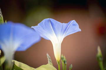detail of blue bell flower on blurred background
