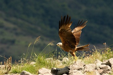 Black Kite (Milvus migrans migrans) flying and hunting with green background.