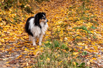 Sheltie dog standing on colored leaves in autumn
