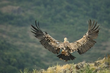 A Griffon Vulture (Gyps fulvus) flying over the rocks in morning sun.