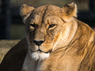 Lionne 