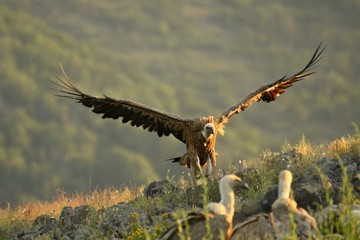 A Griffon Vulture (Gyps fulvus) flying over the rocks in morning sun.