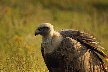A Griffon Vulture (Gyps fulvus) sitting and walking in the morning sun.