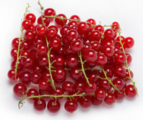 Crimson red, or Crimson plain, or Gardener