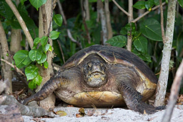 アオウミガメの産卵