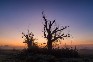 Fototapeta na wymiar Poranne mgły nad Narwią, Dolina Górnej Narwi, Natura 2000, Podlasie, Polska
