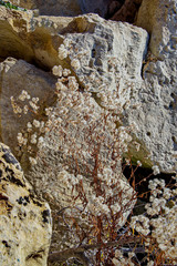 Цветы осени меж камней