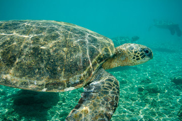 Obraz premium 小笠原のアオウミガメ
