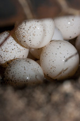 小笠原父島　アオウミガメの産卵