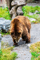 Obraz na płótnie Canvas big brown bear walks along the forest path