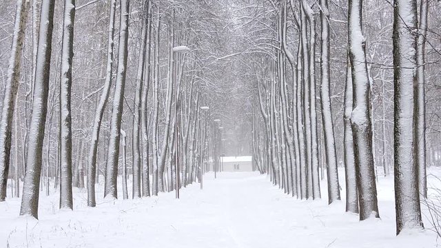 Snowfall in winter in the forest, soft snowy christmas morning with falling snow