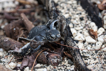 卵から生まれて海を目指すアオウミガメの赤ちゃん
