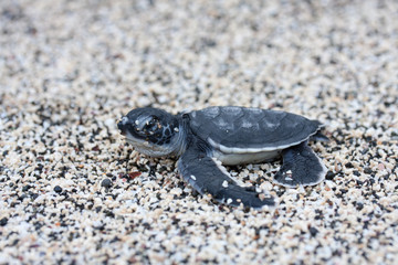 卵から生まれて海を目指すアオウミガメの赤ちゃん
