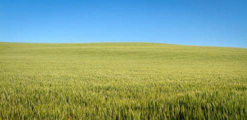 Landscape green wheat meadow and blue sky. wheat field growing..