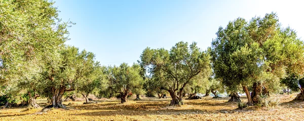 Fototapeten Olivenbaumhain, Olivenbäume (Olea europaea) © foto_tech