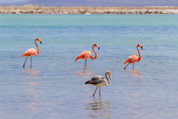 Group of red flamingos in lake on coast