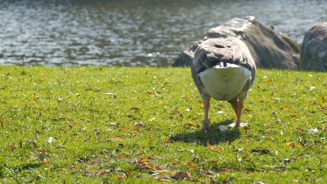 Funny goose pecks or eats grass on the lawn
