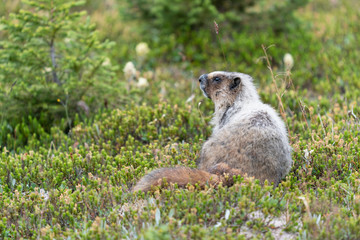 Hoary marmot, Marmota caligata