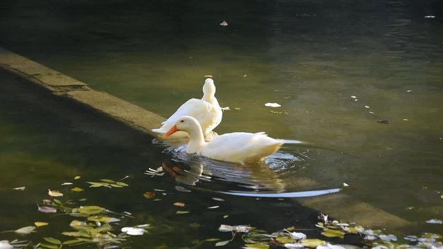 Two white ducks on the pond in autumn (one of them go away)