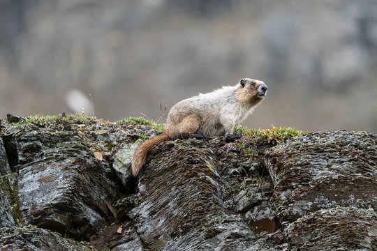 Hoary Marmot, Marmota Caligata