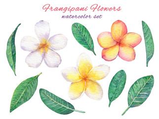 Watercolor set of tropical flowers plumeria(frangipani).