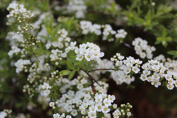 Flowering bush in spring