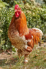 Close up of proud red rooster in the garden