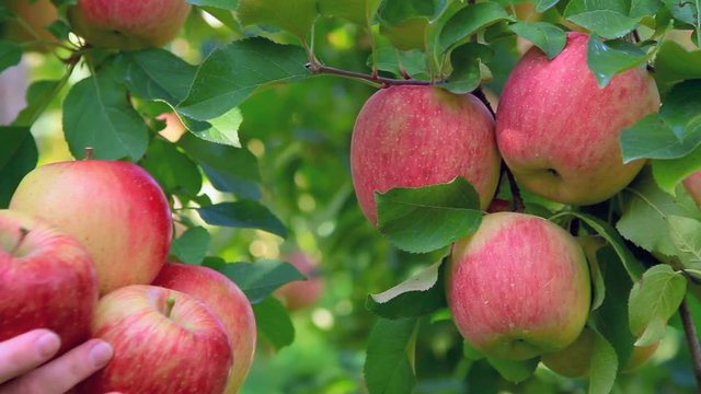 Harvest Fuji apple variety in the apple orchard.