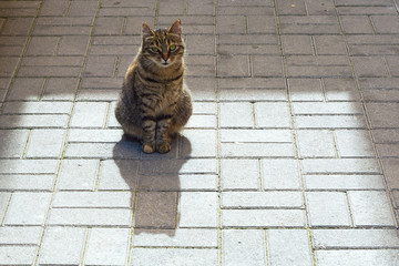 Gray, striped stray cat or street cat in the rays of sunlight in the courtyard of the house