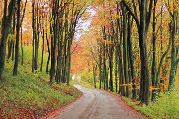A road passing through woodland in Autumn