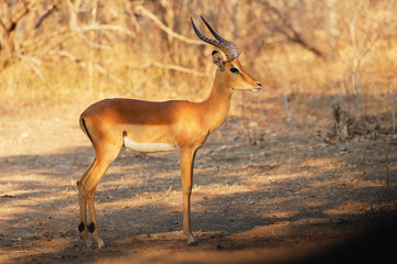Impala - Aepyceros melampus medium-sized antelope found in eastern and southern Africa. The sole...