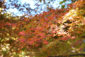 紅葉