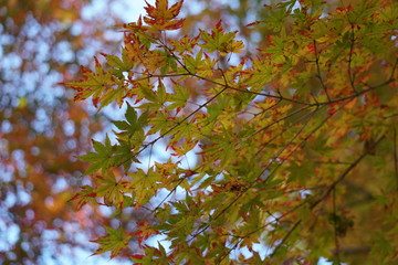 紅葉