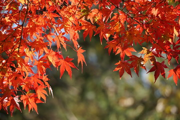 紅葉