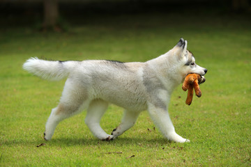 Siberian Husky puppy hold doll in mouth and walking in the park. Puppy play with toy.